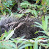 A porcupine hangs out quietly next to the trail.