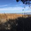 Enjoy nice views of the tidal marsh and York River at the end of the Powhatan Forks Trail North Fork.