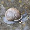 Little Shaw Valley is home to many creatures, including snails.