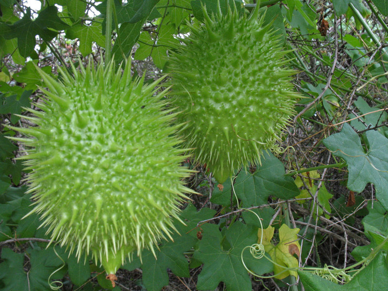 Wild cucumber (Marah macrocarpus) are one of your trailside companions through this section.