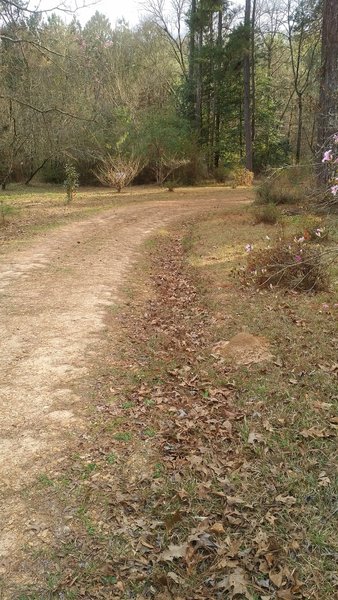 Various types of azaleas follow the road on both sides as it makes its way through the arboretum.