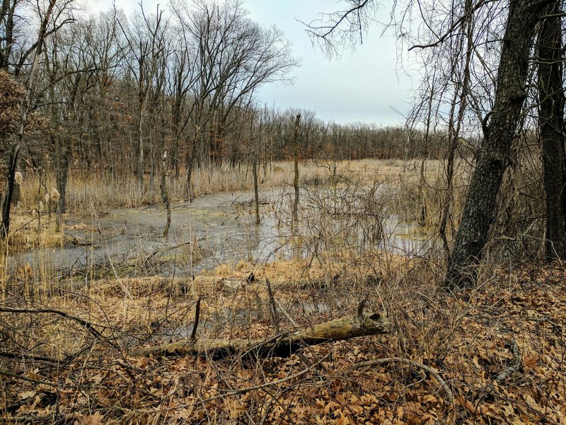 The bog remains surrounded by leafless trees in early February.