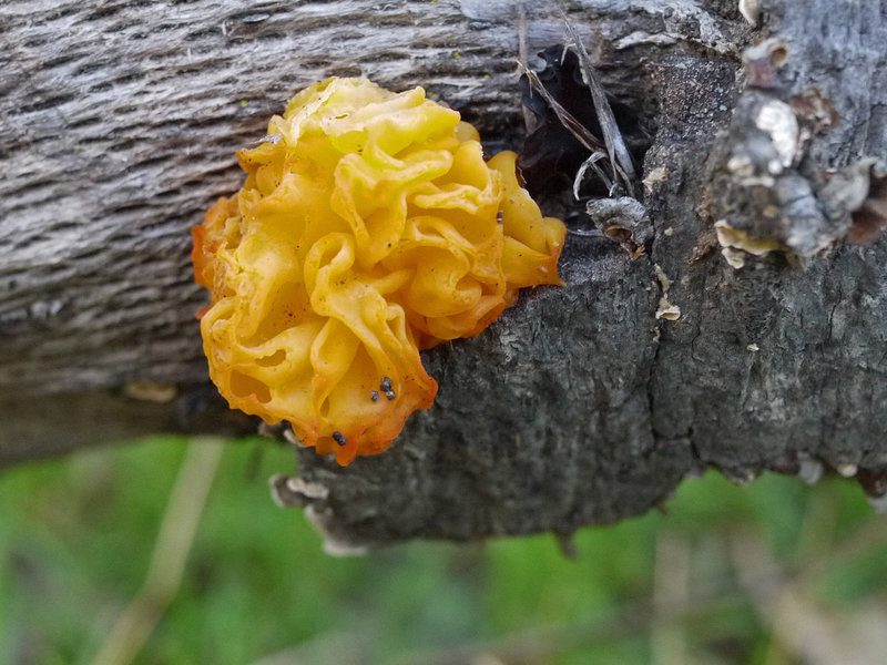 Yellow fungus grows on a tree along Peñasquitos Creek.