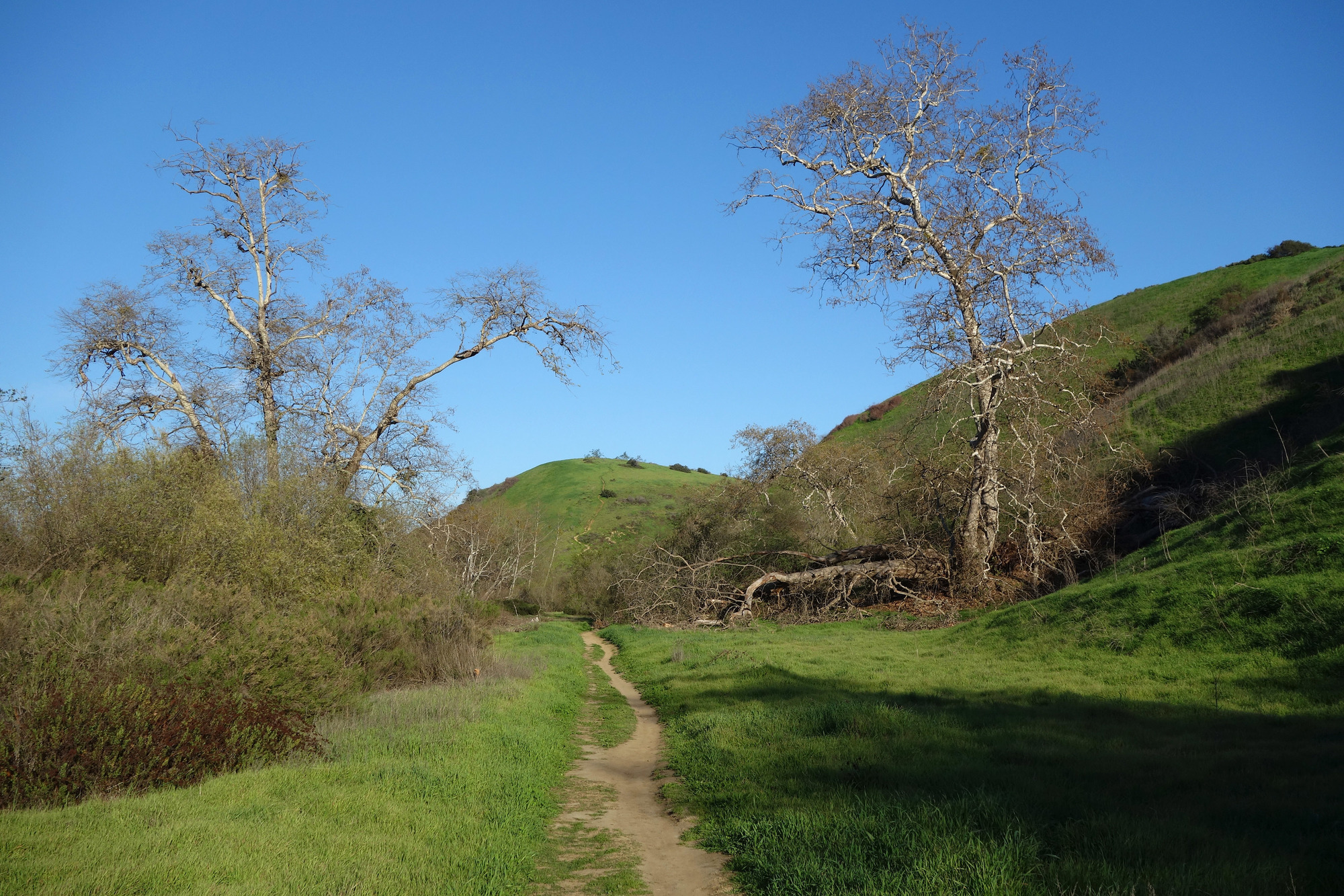 Lopez Canyon becomes verdant after heavy winter rains.