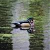 Geneva Pond is an amazing place to see all kinds of ducks and other birds. I took this pic there a couple of years ago.