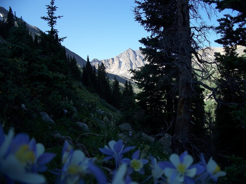 Sayres Mountain hides behind columbines in the early morning shade.
