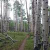 Aspen forests adorn the trail.