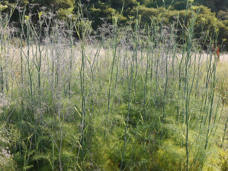 Wild fennel grows alongside the trail.