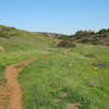 Los Peñasquitos Canyon Trail (east of Black Mountain Road) grows green after good winter rains.