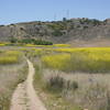 Mustard bloom in Los Peñasquitos Canyon.