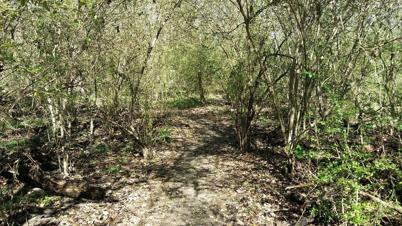 The Caddo Trail is lovely and shaded through this section.