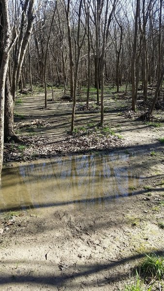 Trail-users beware...these river-bottom trails tend to retain lots of water.