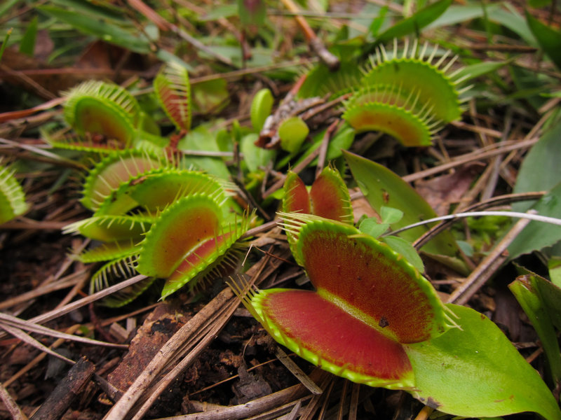 Venus Fly Traps await their meal on the Carolina Beach State Park Flytrap Trail.