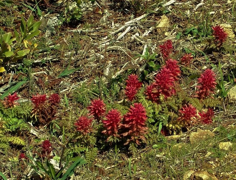 High on the Priest Rock Trail and Limekiln Trail, beautiful maroon blooms grow on weeds in early spring.