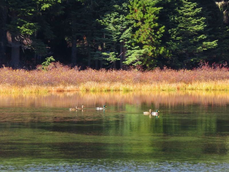 Mallards float along the surface of Upper Twin Lake. Visit this popular destination during the fall, or mid-week in the summer, to get away from the crowds. Photo by Yunkette.