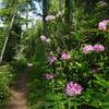 Rhododendrons bloom beautifully in June along the Timberline Trail between Ramona Falls and Yokum. Photo by Karl E. Peterson.