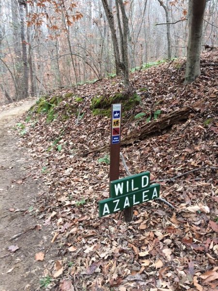Wild Azalea Trailhead is well marked by this sign.
