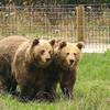 Check out the fenced bears along the trail! They belong to the Brown Bear Foundation in Asturias.