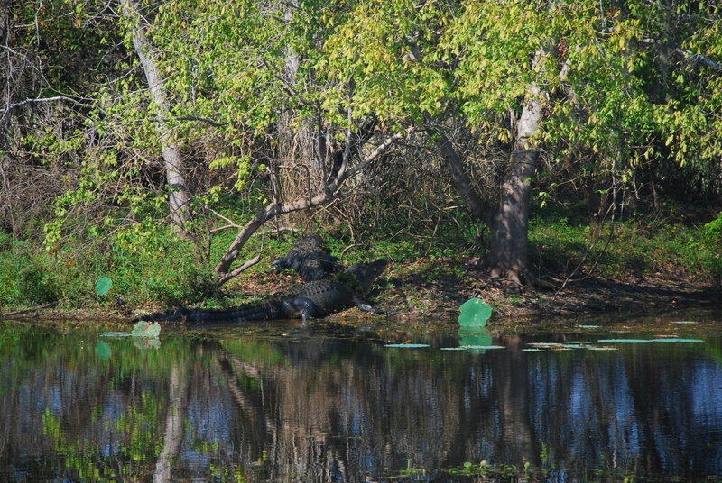 Alligators lounge on an island in Elm Lake.