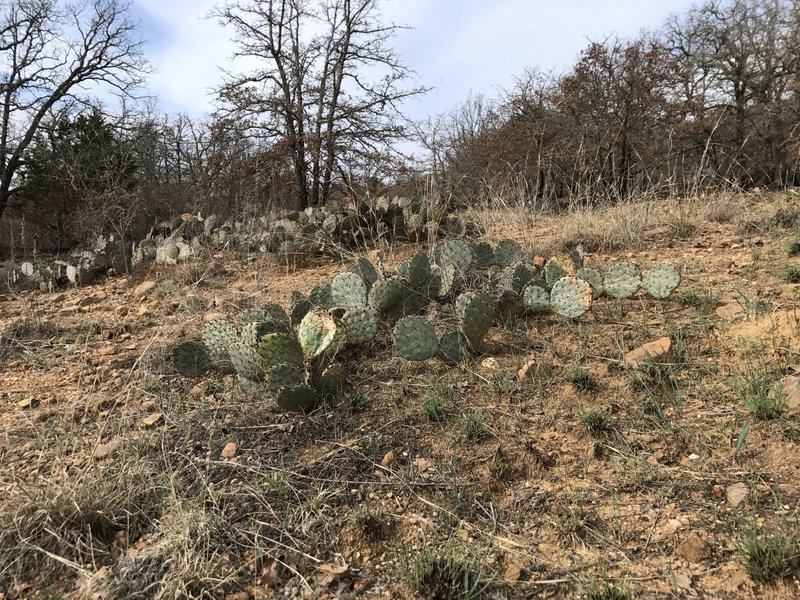 A prickly pear cactus grows alongside the Black Trail portion of the Cross Timbers Trail.