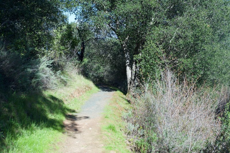 The Bear Meadow Trail descends into the woods as it departs from the Picchetti Ranch Pond.
