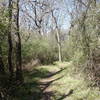 Wild Plum Trail offers a pleasant experience through verdant woodlands.