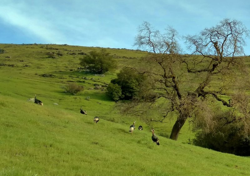 Wild turkeys roam the Santa Teresa Hills.