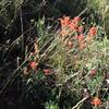 Enjoy a bounty of indian paintbrush along the Pioneer Cabin Trail.