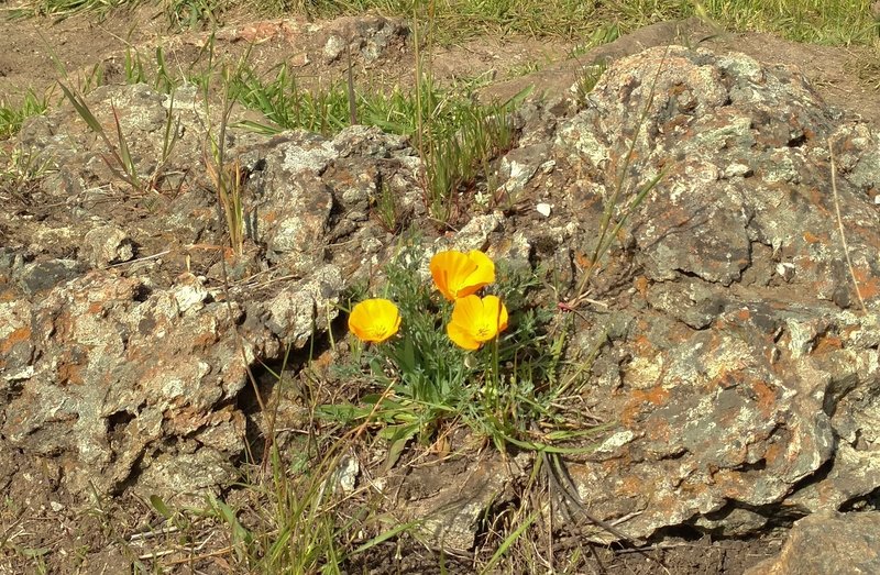 California poppies can grow almost anywhere – even on Rocky Ridge.