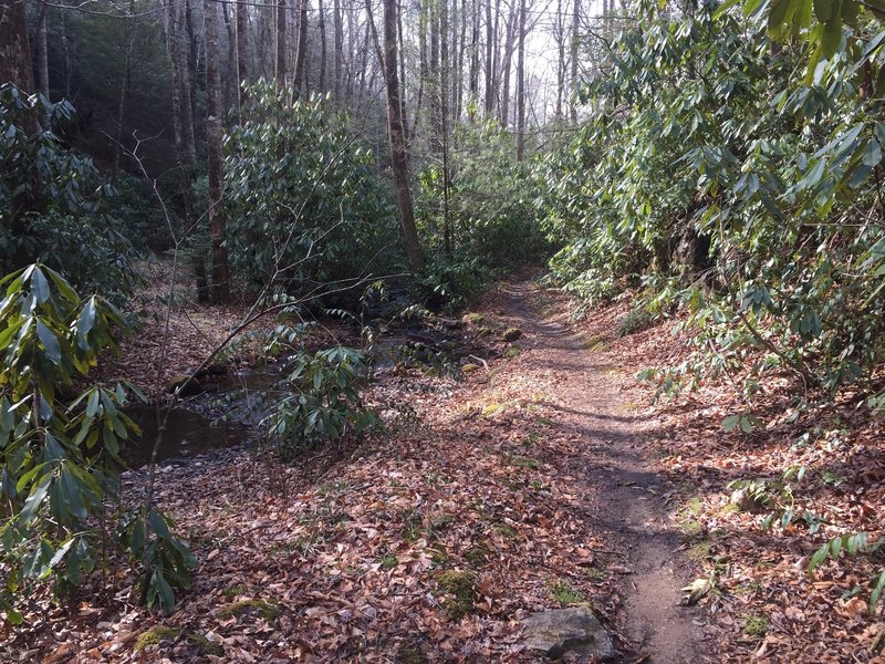 The singletrack Bad Fork Trail offers a pleasant respite from the area's doubletrack.