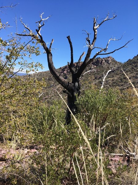This tree offers an excellent look into the area's history of wildfire. The area is recovering, but as of March 2017 it's still mostly bushes.