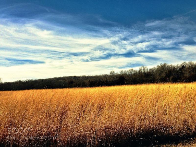 Summer grasses surround the Sanders Mound Trail.