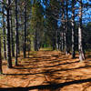 Rows of pine trees cast shadows on the needle-covered forest floor, connecting one tree to its pair across the trail.