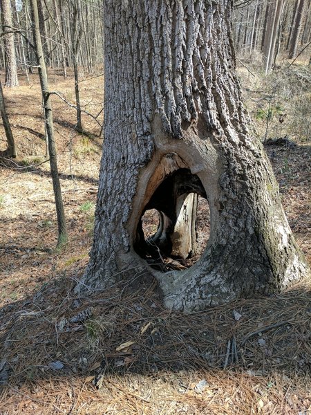 Check out this hollow tree!