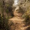 The Temescal Canyon Trail heads through a foliage tunnel.