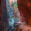 Traverse Echo Canyon's tunnel of color along the East Rim Trail.