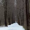 March is a wonderful time to experience the winter wonderland that is the Paint Branch Trail.