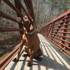 A hound dog enjoys the view from a bridge at the Coytee Trailhead.