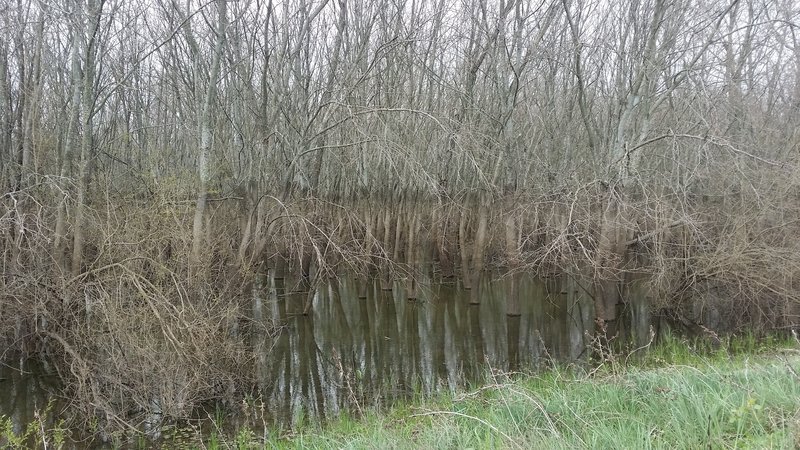 The dark line on the adjacent trees illustrates the fluctuating seasonal water height along the trail.