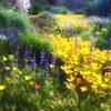 Lupines and poppies bloom along the Granite Mountain Loop.