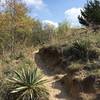 Yucca plants hug the trail.
