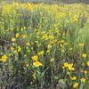 Wildflowers grow ardently along the Southampton Bay Wetlands