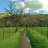 Enjoy verdant, spring scenery going to Santa Teresa County Park from Almaden Valley along the Calero Creek Trail.