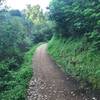 A coyote crosses the Seven Springs Trail in the evening.