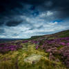 The heather is a real treat when blooming on the moors.