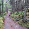 The Inland Trail at Quoddy Head State Park is beautifully built and easy to navigate.