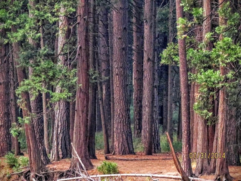 The trees off the Lower Yosemite Fall Trail are vast in size.