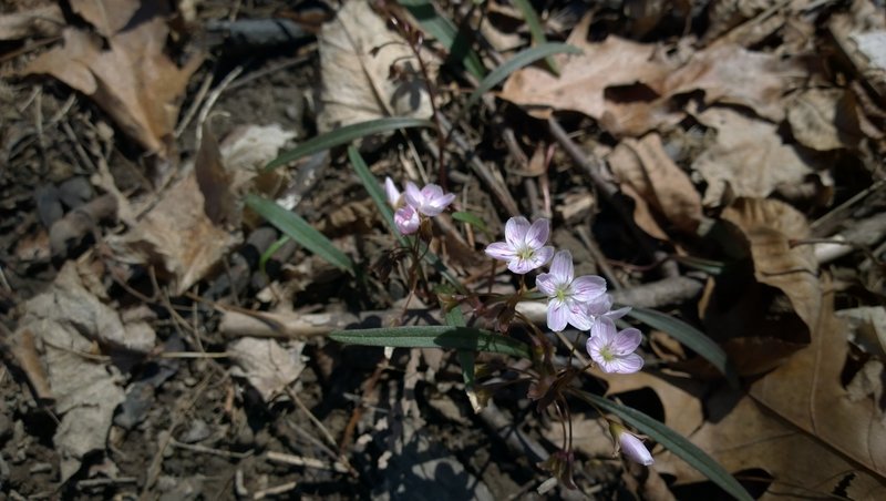 Spring beauties grow in abundance around the base of trees in the area.