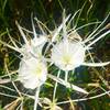 Spider lilies grow on the forest floor along the Palmetto Trail.