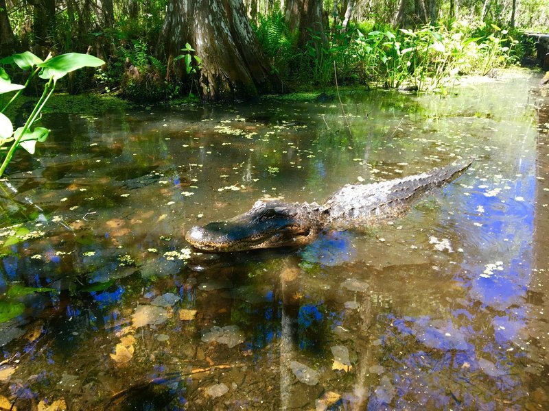 A friendly neighbor might greet you along the Palmetto Trail.